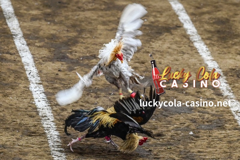 Lucky Cola Sabong, an online betting game deeply ingrained in Filipino culture, has seen a remarkable 40% increase in engagement over the past year.